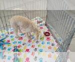 Small #3 Poodle (Toy)