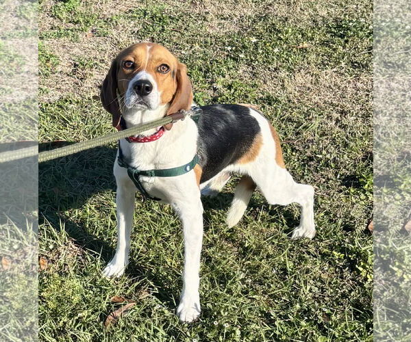 Medium Photo #2 Beagle Puppy For Sale in Tampa, FL, USA