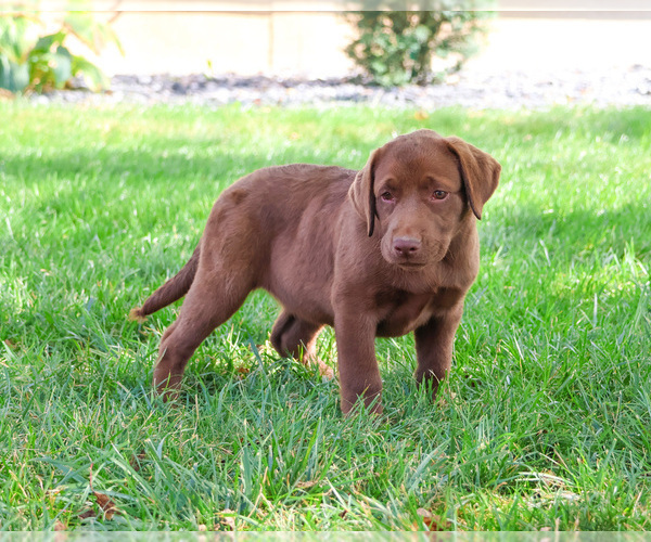 Medium Photo #7 Labrador Retriever Puppy For Sale in SYRACUSE, IN, USA