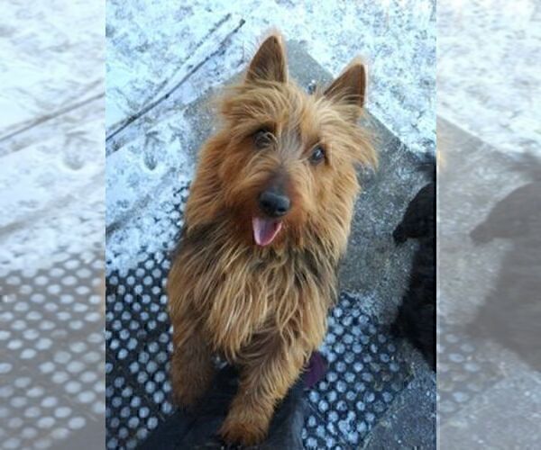 Medium Photo #4 Australian Terrier Puppy For Sale in WHITEWOOD, SD, USA