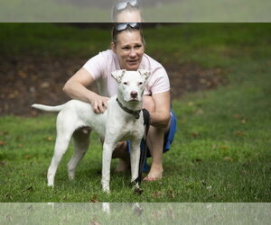 Grits - Male American Staffordshire Terrier-Unknown Mix Dog for Adoption - Photo #5