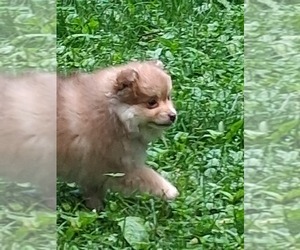 Pomapoo (Toy) Puppy for sale in SELLERSVILLE, PA, USA