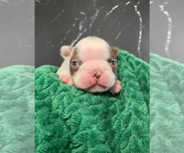 Medium Photo #1 Boston Terrier Puppy For Sale in TULARE, CA, USA