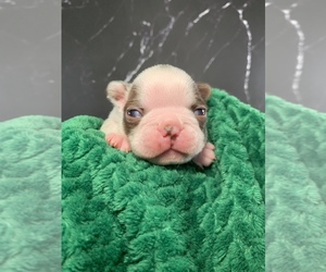 Medium Boston Terrier