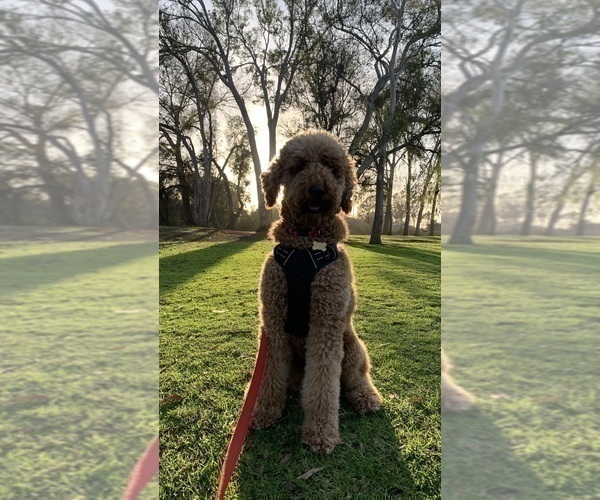 Medium Photo #38 Goldendoodle Puppy For Sale in HUNTINGTON BEACH, CA, USA