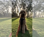 Small #37 Goldendoodle