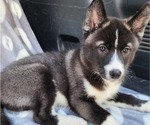 Small Photo #8 Siberian Husky Puppy For Sale in FORT PLAIN, NY, USA