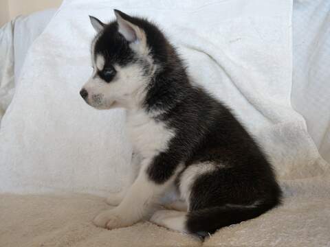 Medium Photo #14 Siberian Husky Puppy For Sale in ELLENDALE, MN, USA