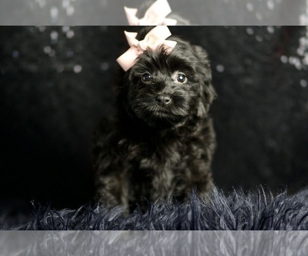 Medium Photo #3 Morkie Puppy For Sale in WARSAW, IN, USA
