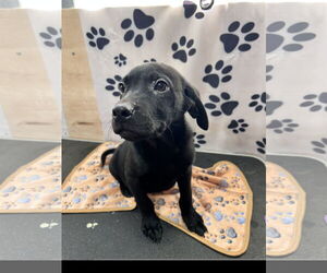 Labrador Retriever Dogs for adoption in Tracy City, TN, USA