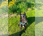Small #5 Great Dane Mix