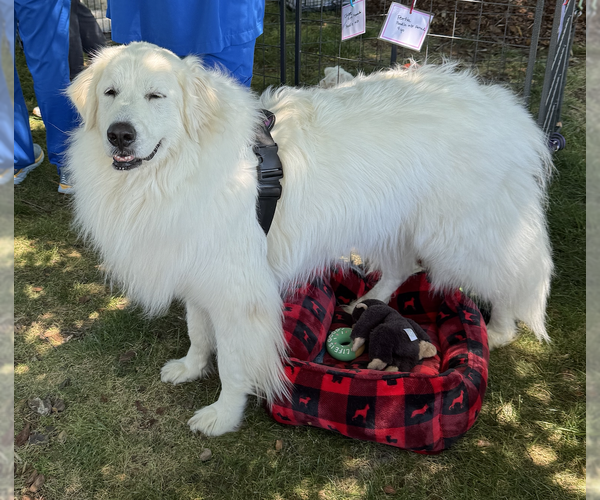 Medium Photo #2 Great Pyrenees Puppy For Sale in Thomasville, NC, USA