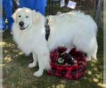 Small #1 Great Pyrenees