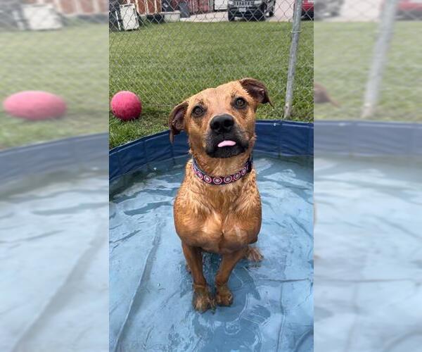 Medium Photo #3 Black Mouth Cur-Unknown Mix Puppy For Sale in Rosenberg, TX, USA