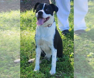 Mutt Dogs for adoption in Wetumpka, AL, USA