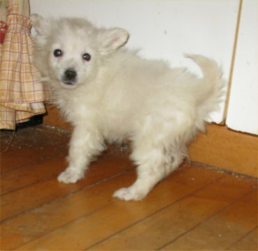Medium Photo #1 American Eskimo Dog (Toy) Puppy For Sale in CAMPBELL, MN, USA