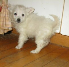 American Eskimo Dog (Toy) Puppy for sale in CAMPBELL, MN, USA