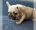 Small Photo #36 French Bulldog Puppy For Sale in MANHATTAN, NY, USA
