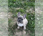 Small #3 French Bulldog