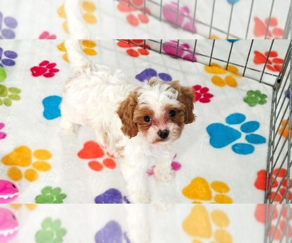 Medium Photo #5 Cavapoo (Miniature)-Poodle (Toy) Mix Puppy For Sale in ORO VALLEY, AZ, USA