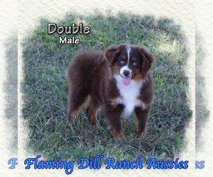 Miniature Australian Shepherd Puppy for sale in FORESTBURG, TX, USA