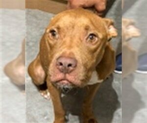American Staffordshire Terrier-Unknown Mix Dogs for adoption in St. Cloud, FL, USA