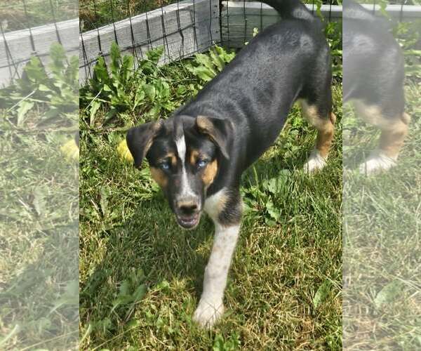 Medium Photo #4 German Shepherd Dog-Unknown Mix Puppy For Sale in Cliffwood, NJ, USA
