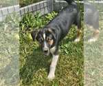 Small #3 German Shepherd Dog Mix