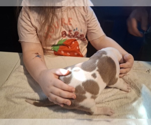 Medium Photo #40 American Pit Bull Terrier Puppy For Sale in DANNEBROG, NE, USA