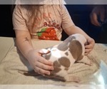 Small Photo #40 American Pit Bull Terrier Puppy For Sale in DANNEBROG, NE, USA