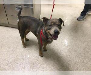 Mutt Dogs for adoption in Riverside, CA, USA