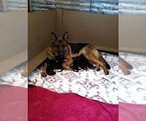 Mother of the German Shepherd Dog puppies born on 12/23/2022