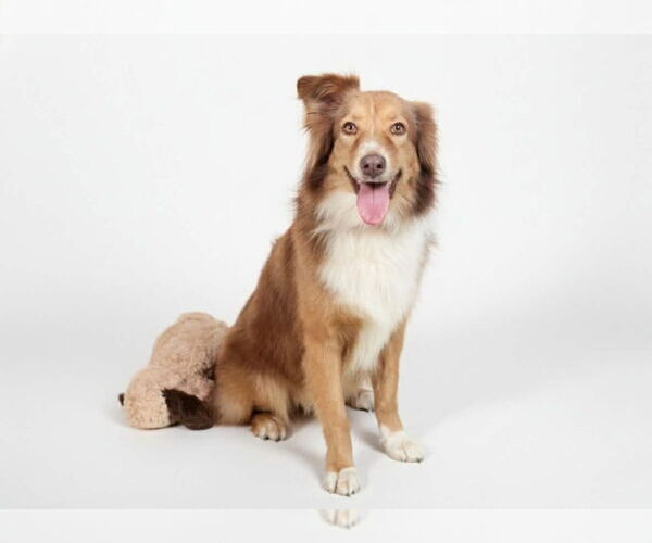 Medium Photo #9 Australian Shepherd Puppy For Sale in Oak Bluffs, MA, USA