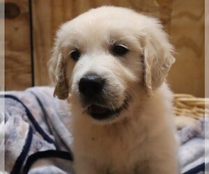 English Cream Golden Retriever Puppy for Sale in LANCASTER, Wisconsin USA