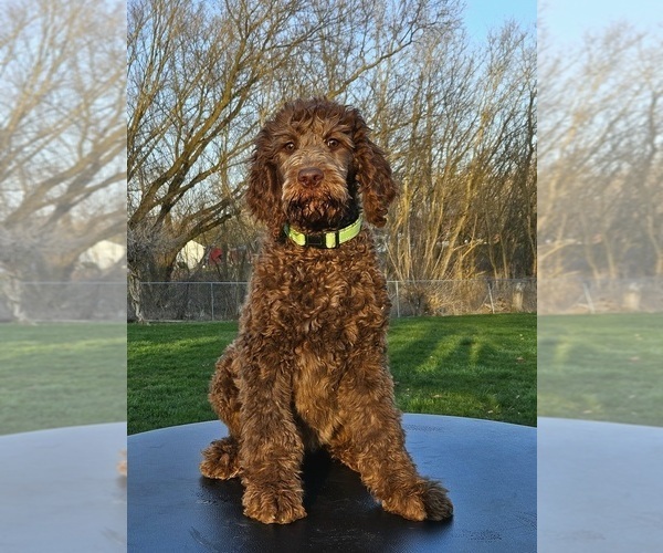 Medium Photo #1 Double Doodle Puppy For Sale in JEDDO, MI, USA