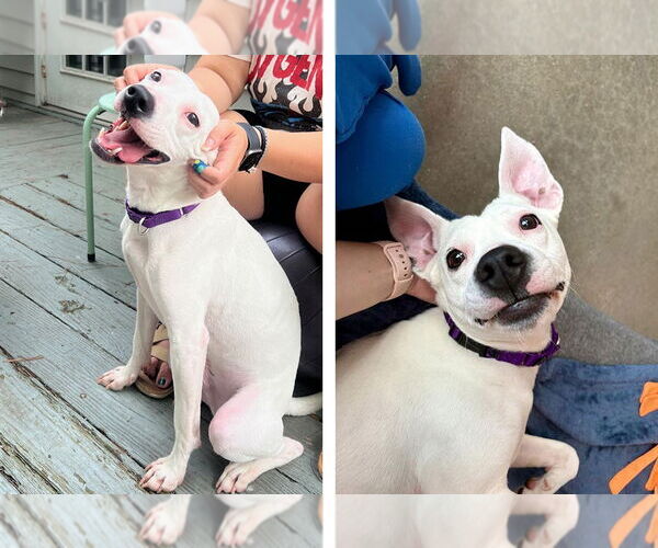Medium Photo #7 Mutt Puppy For Sale in Weaverville, NC, USA