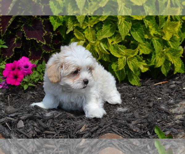 Medium Photo #2 Mal-Shi Puppy For Sale in GREENWOOD, WI, USA