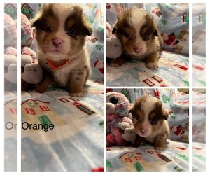 Medium Miniature Australian Shepherd