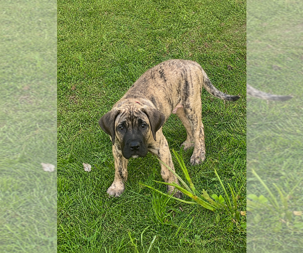 Medium Photo #1 Presa Canario Puppy For Sale in ANSON, ME, USA
