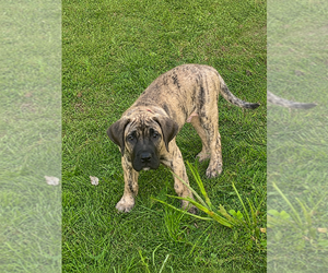Presa Canario Puppy for sale in ANSON, ME, USA