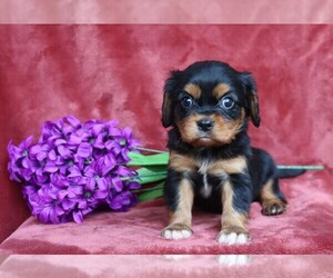 Cavalier King Charles Spaniel Puppy for sale in FREDERICKSBG, OH, USA
