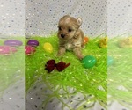 Small Photo #14 Yorkshire Terrier Puppy For Sale in HOLLAND, TX, USA
