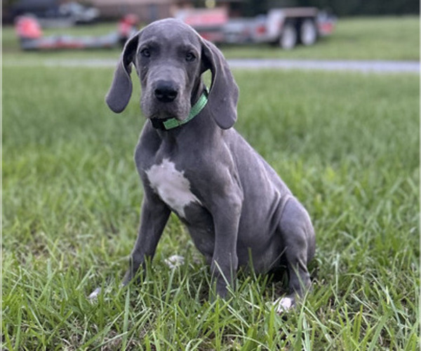 Medium Photo #12 Great Dane Puppy For Sale in HAMMOND, LA, USA