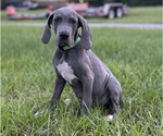Small Photo #12 Great Dane Puppy For Sale in HAMMOND, LA, USA