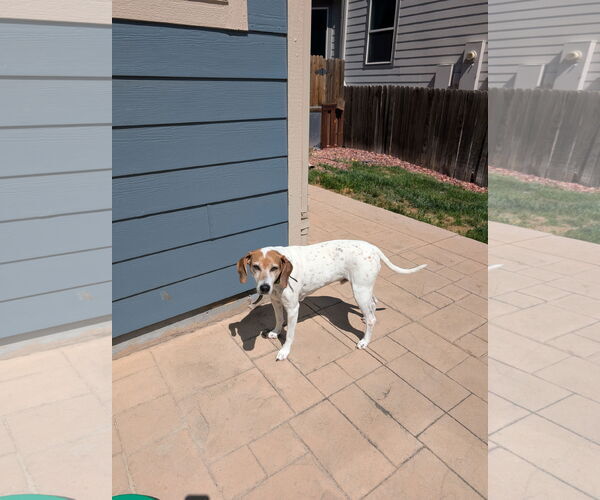 Medium Photo #3 English Foxhound-Unknown Mix Puppy For Sale in Aurora, CO, USA