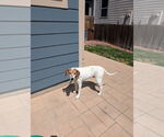 Small #2 English Foxhound Mix