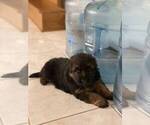 Small Photo #1 German Shepherd Dog Puppy For Sale in NORTHRIDGE, CA, USA
