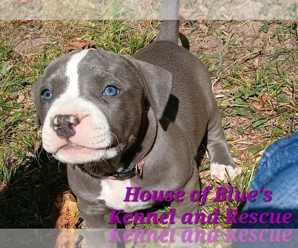 Medium Photo #6 American Pit Bull Terrier Puppy For Sale in DELAWARE, OH, USA