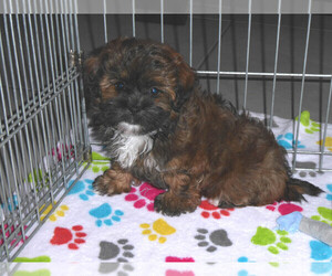 Shih-Poo Puppy for sale in ORO VALLEY, AZ, USA