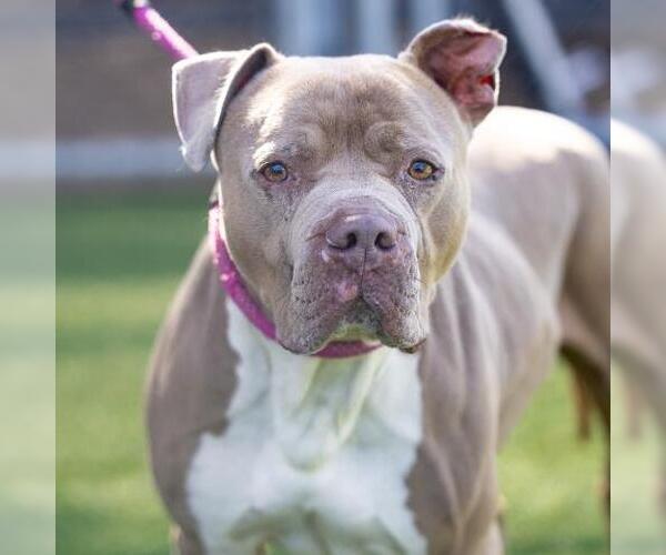 Medium Photo #2 American Pit Bull Terrier Puppy For Sale in Camarillo, CA, USA